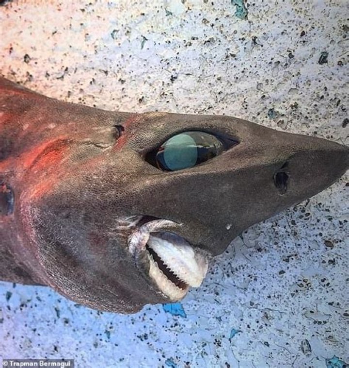 'Nightmare' Shark With A Human-Like Smile Caught In Australia