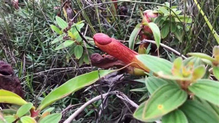 'Penis Plants,' The Ultra-Rare Carnivorous Plant Endangered In Cambodia