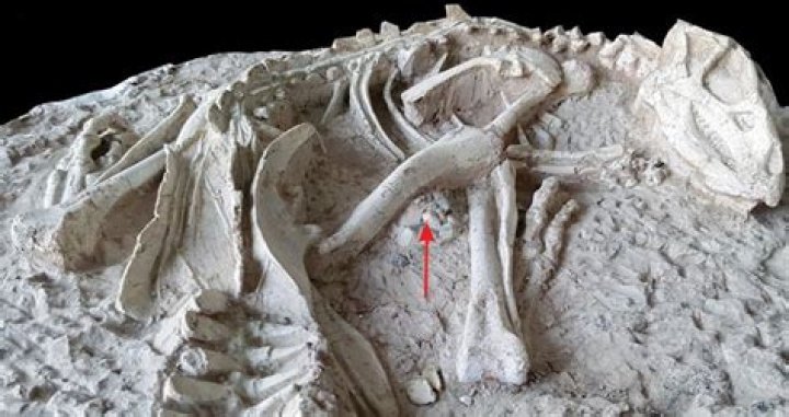 125-Million-Year-Old Dinosaurs Found Buried By Volcano Eruption In China