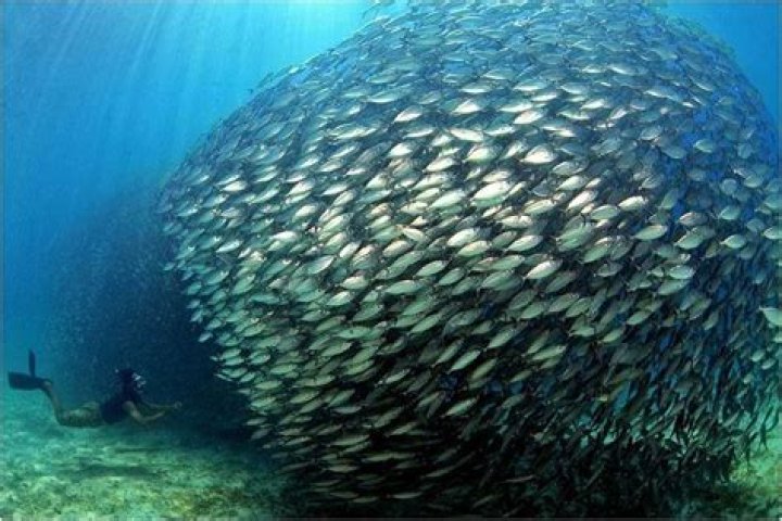 27 Incredible Underwater Pictures of Schooling Fish