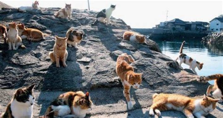 7 Places That Have Become Completely Overrun With Cats