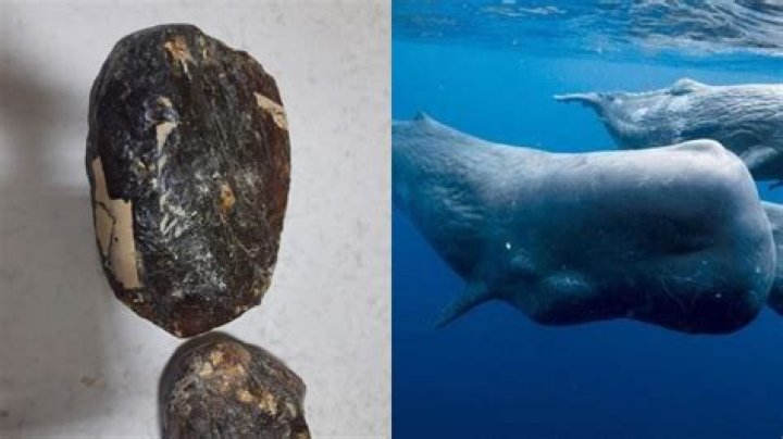 Ambergris, The 'Whale Vomit' That's More Valuable Than Gold