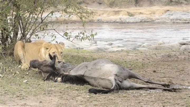 Baby Buffalo Killed After Being Placed In SUV By Tourists
