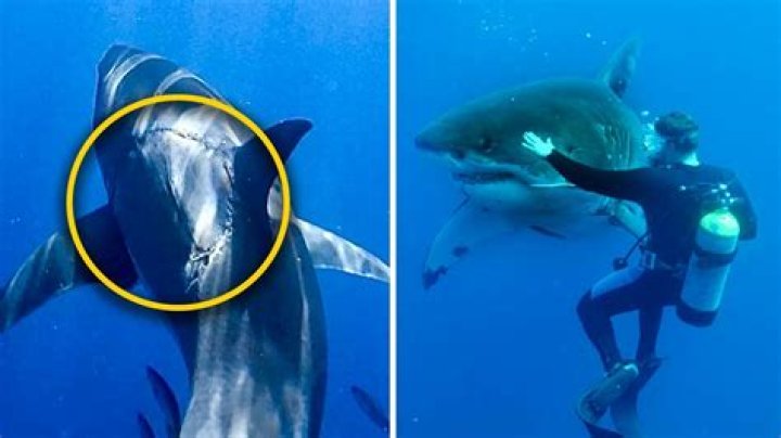 Baby Shark With A 'Human Face' Found Off The Coast Of Indonesia