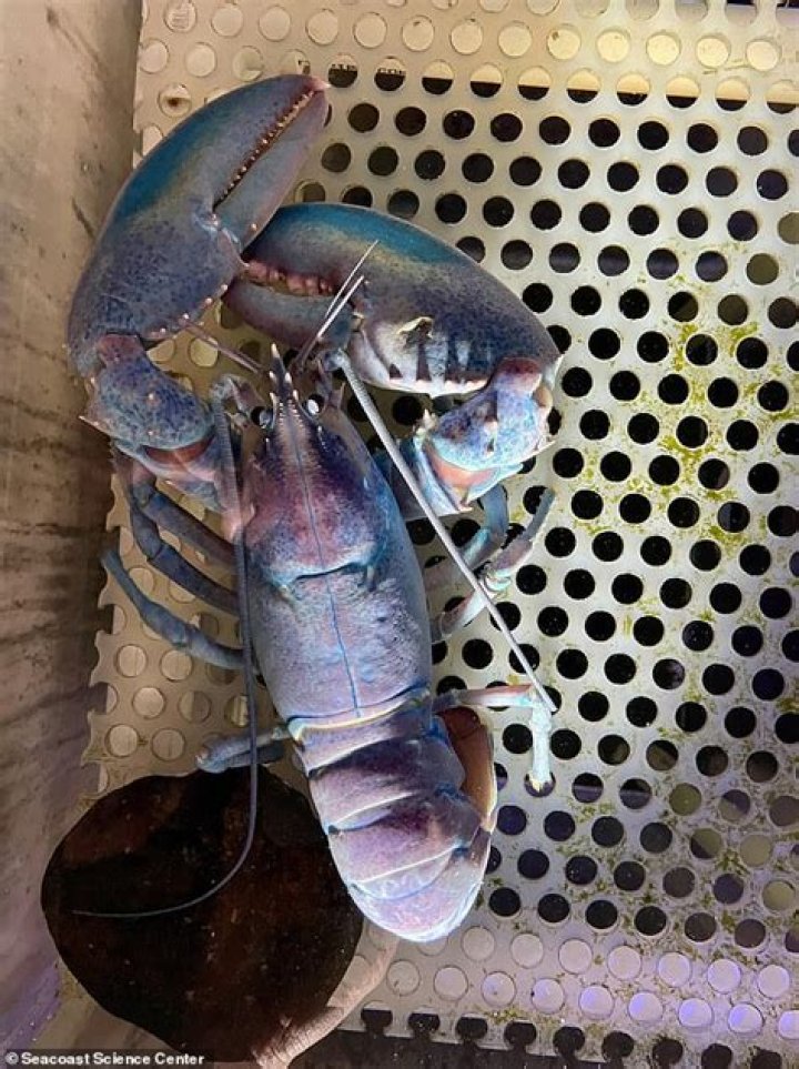 Blue Lobster, The Rare Crustacean That's One In 2 Million