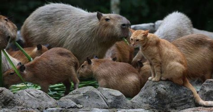 Capybaras At A Malaysian Zoo Have Adopted A Stray Cat