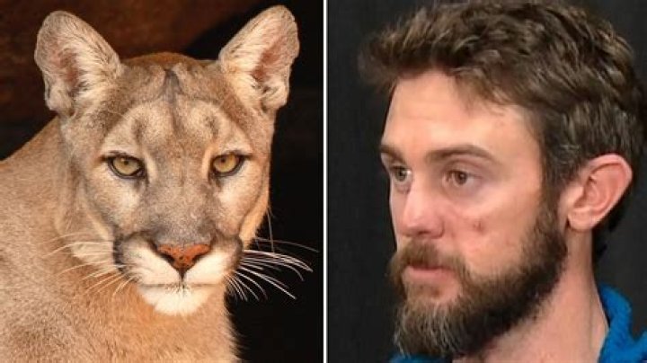 Colorado Man Chokes Attacking Mountain Lion To Death With His Bare Hands
