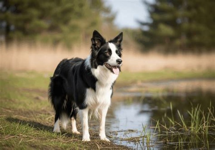 ¿Cuál es el pájaro más inteligente del mundo? – Celebrity.fm