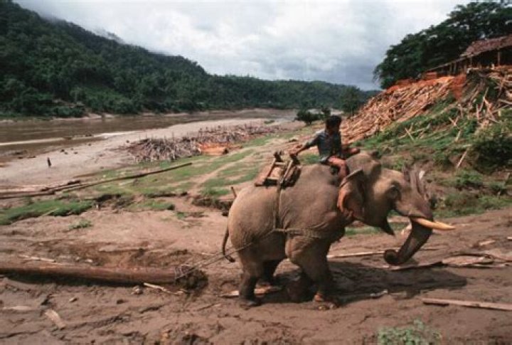 Elephant Forced To Work In Extreme Heat Rips Its Handler In Two