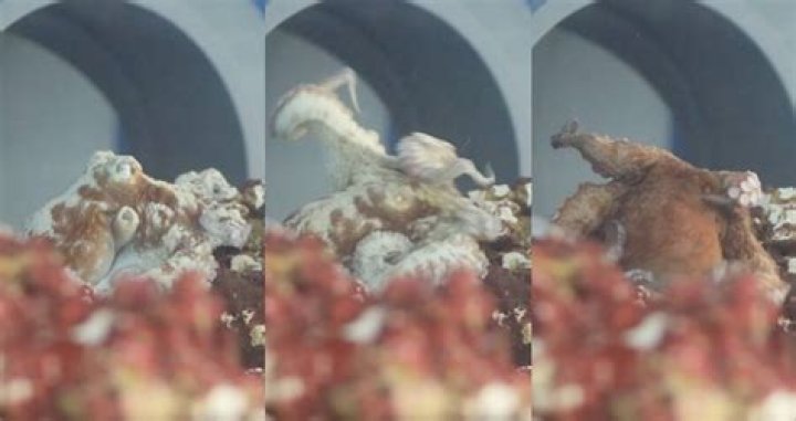 Footage Reportedly Captures An Octopus Having A Nightmare