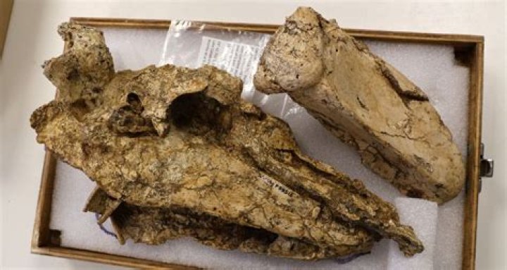 Fossilized Skull Of Giant Prehistoric Goose Discovered In Australia