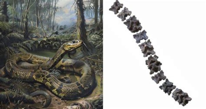 Fossilized Vertebrae Found In India Reveal Huge Prehistoric Snake