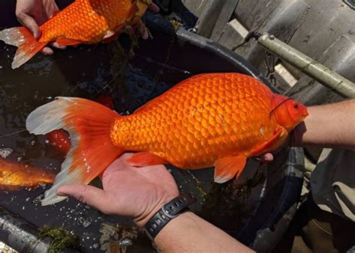 Giant Goldfish Found In Minnesota Prompt Warnings About Pet Dumping