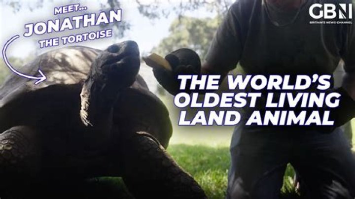 Jonathan The World's Oldest Tortoise Is Actually Gay
