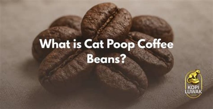 Kopi Luwak, The Bizarre Beverage Known As 'Cat Poop Coffee'