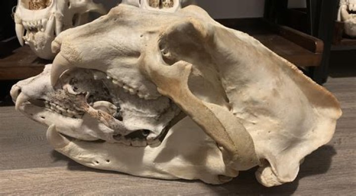 Massive "King" Polar Bear Skull Discovered In Alaska