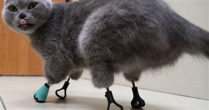 Meet Dymka, The Bionic Russian Cat With Four Titanium Paws