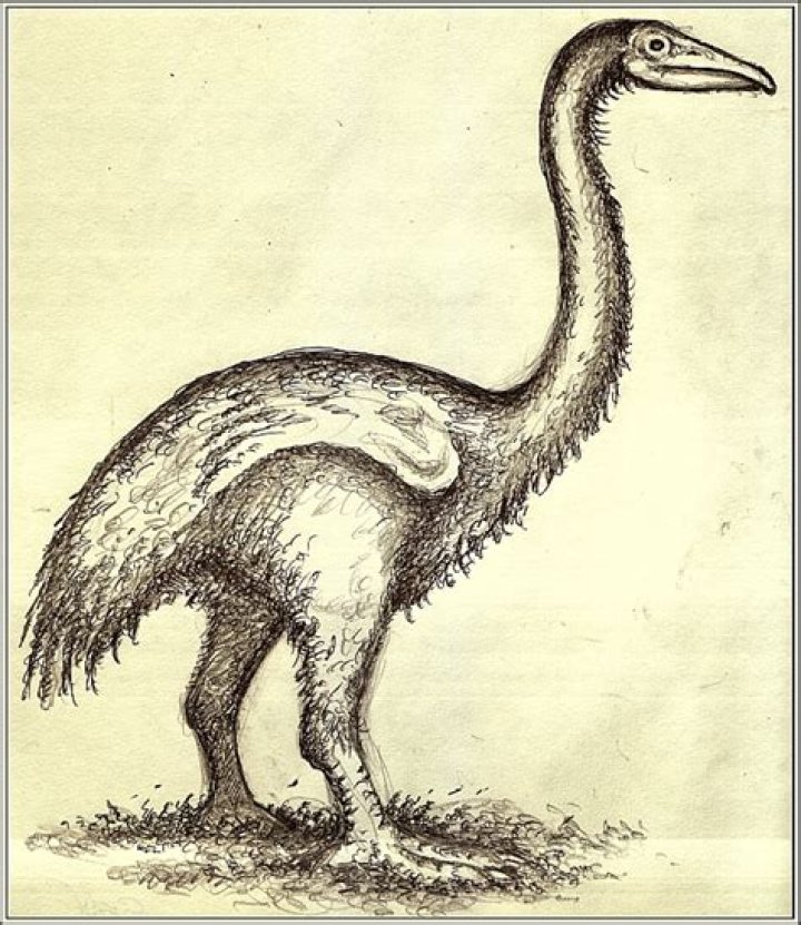 Meet The Elephant Bird, A Giant, Extinct Ostrich-Like Creature