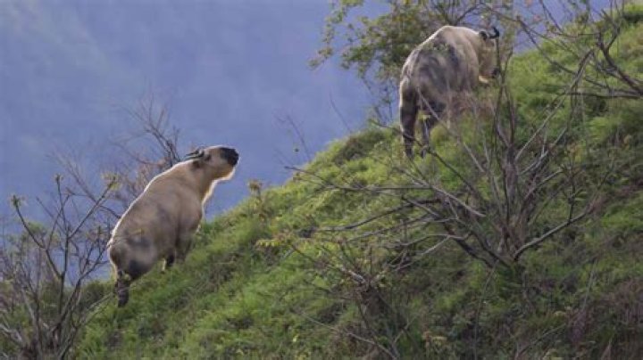 Meet The Takin, The Elusive Cow-Goat Hybrid Of The Himalayas