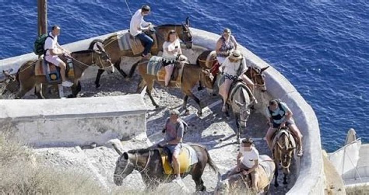 Overweight Tourists Are Crippling The Donkeys On Santorini