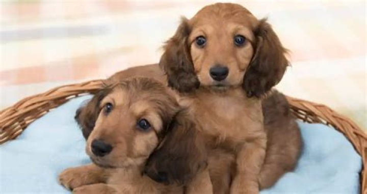 Pack Of Wiener Dogs Maul Oklahoma Woman To Death