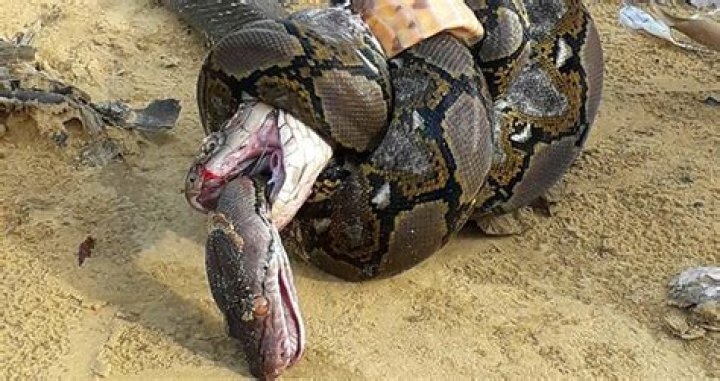 Python And King Cobra Fight To The Death In Epic Snake Battle [PHOTO]