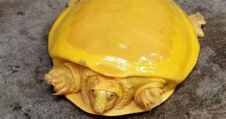 Rare Albino Turtle Resembling Melted American Cheese Found In India