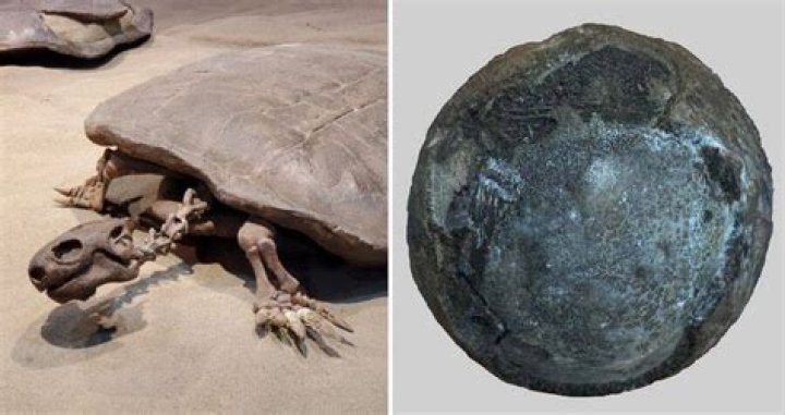 Rare Fossilized Egg Of Giant Prehistoric Turtle Reveals Baby Inside