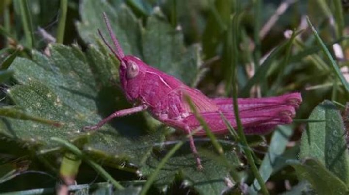 Rare Pink Grasshopper Spotted By Gardener In Wales