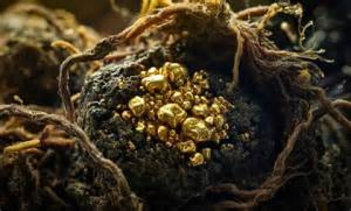 Researchers Discover Gold-Coated Fungi In Wilds Of Australia