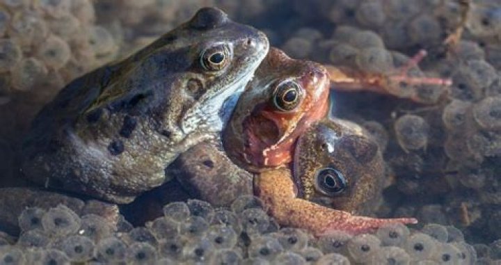 Some Female Frogs May Fake Their Own Death To Avoid Sex