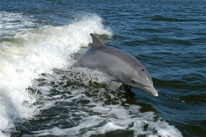 Taiji, Japan – A Sunny Island Town With A Deep Dark Secret