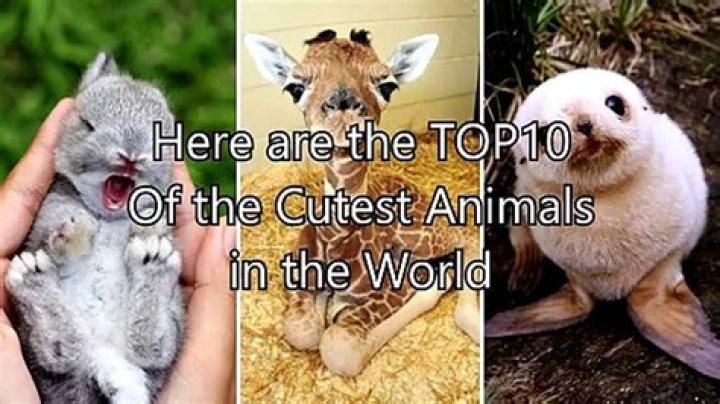 The 7 Cutest Animals In The World You've Never Seen Before