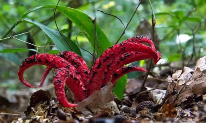 The 9 Weirdest Mushroom And Fungi Species In The World