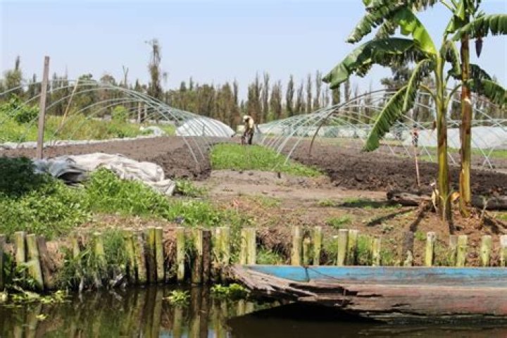 The History Of Chinampas, The ‘Floating Gardens’ Of Mexico