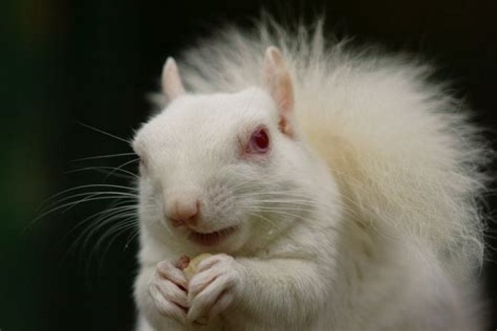 The Surprising Problems Faced By Albino Animals In The Wild