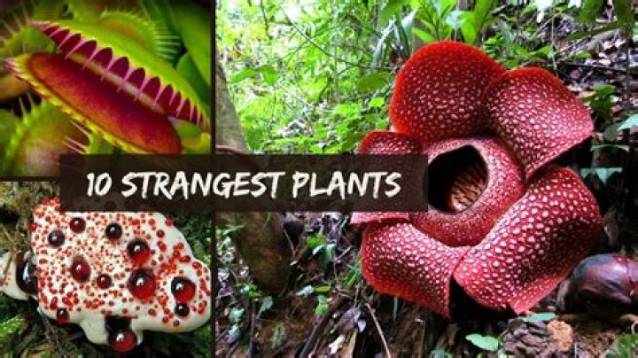 The World's Strangest Plants