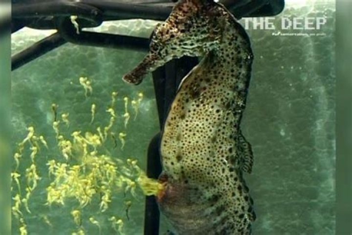 Watch A Seahorse Birth 2,000 Babies In 30 Seconds
