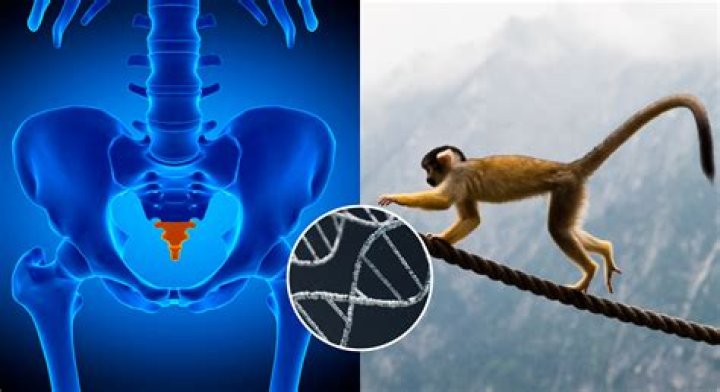 Why Don't Humans Have Tails? This New Study Has A Possible Answer