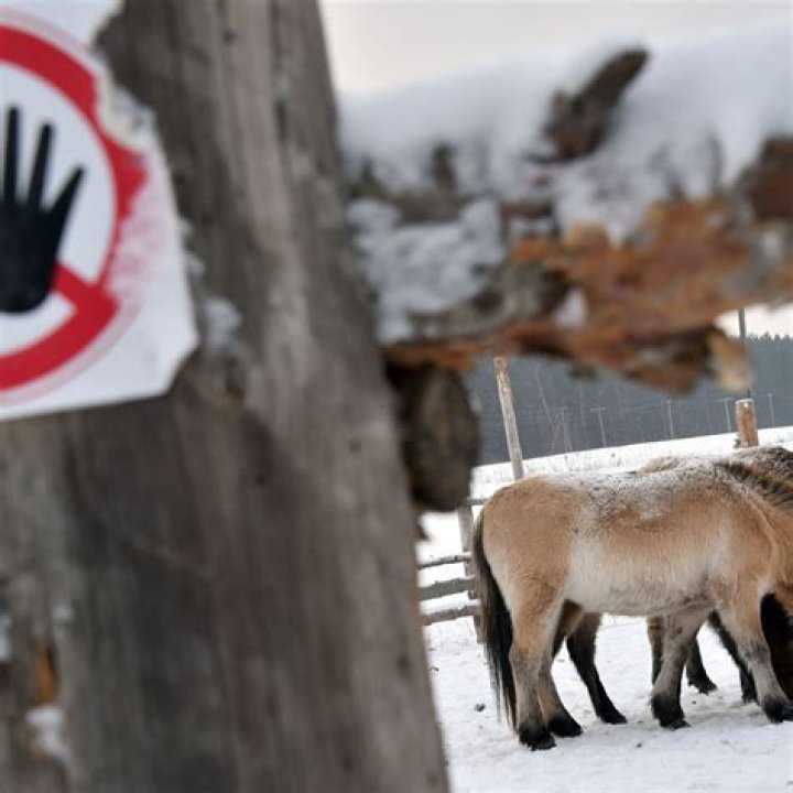 Why The Animals Of Chernobyl Thrive In The Exclusion Zone