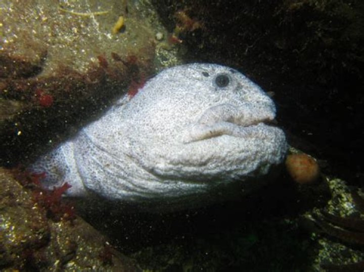 Wolf Eel, The Terrifying Fish That Roams The Pacific