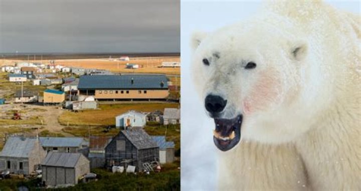 Woman and Son Killed After Polar Bear Attack In Alaska
